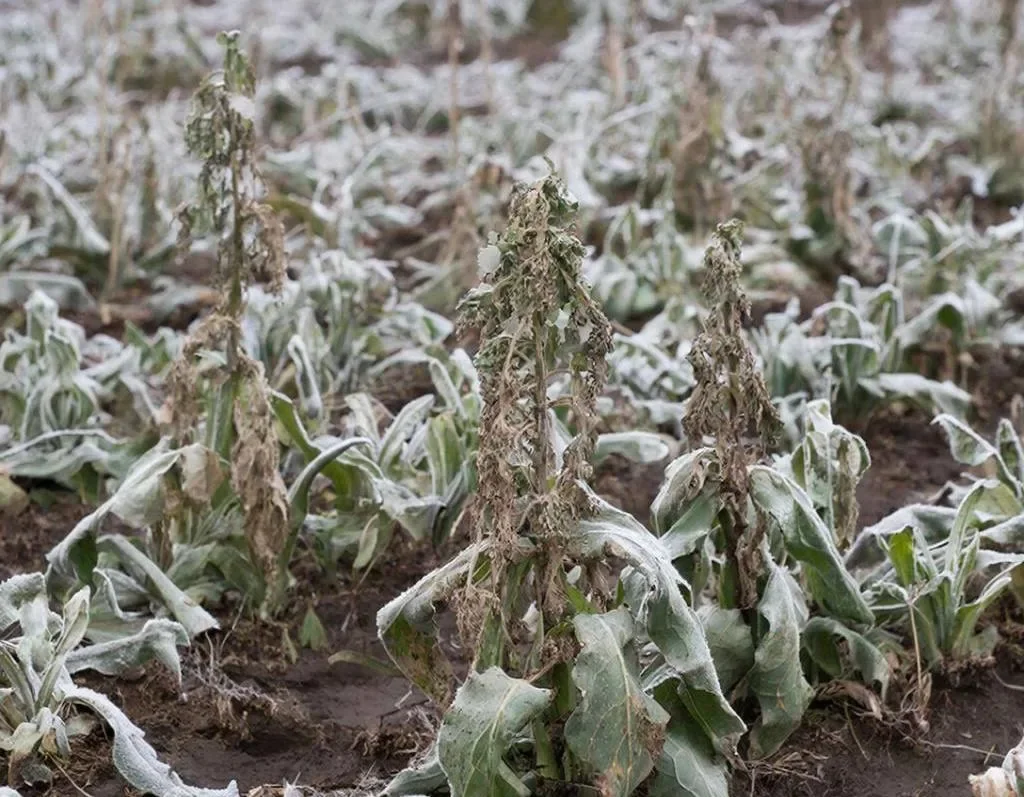 Заморозки до -2 градусов ожидаются ночью 6 апреля на Дону
