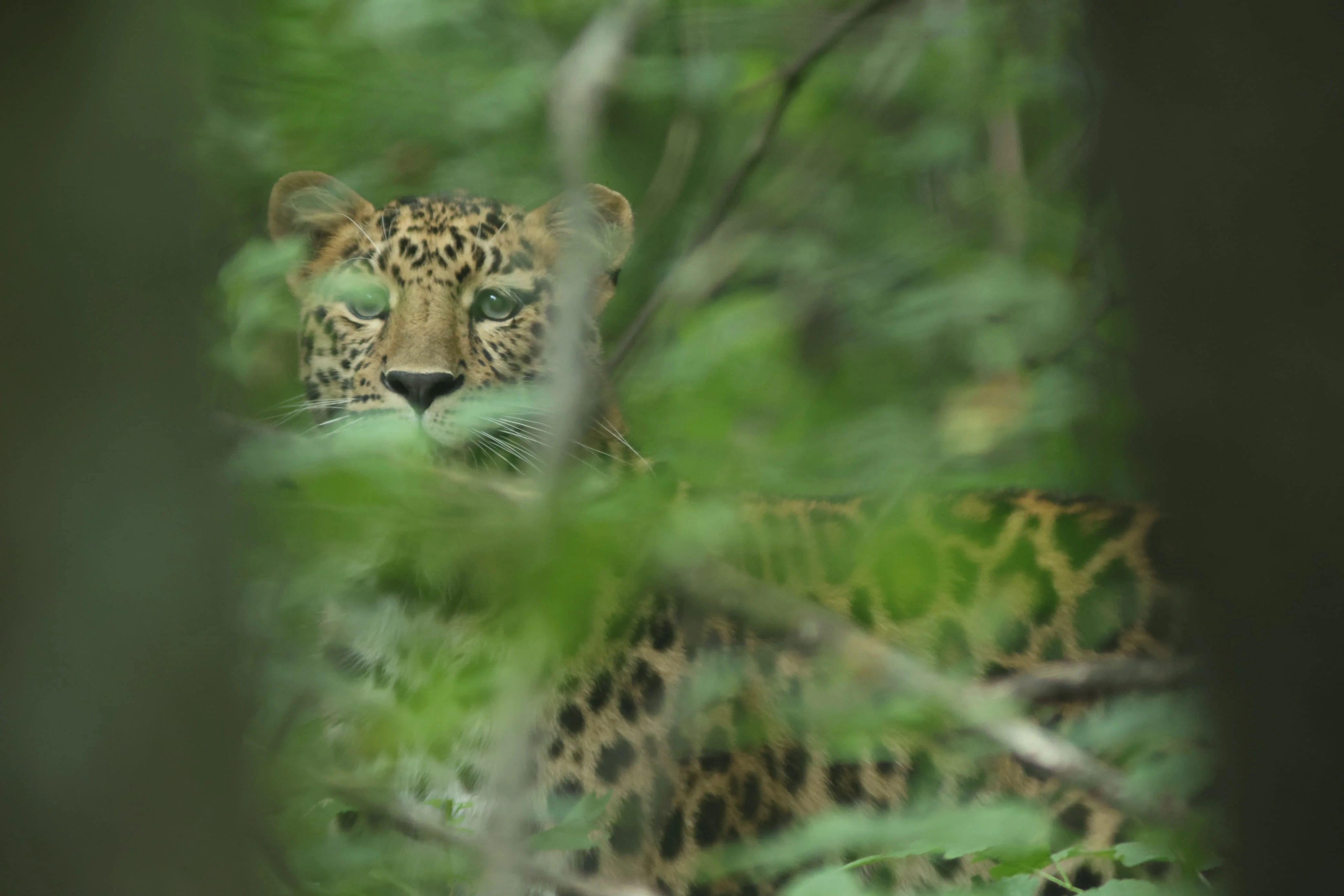 ВТБ выбирает имя для третьего котёнка дальневосточного леопарда