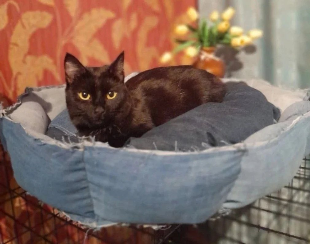 Кофе во благо: Сбер совместно с кофепоинтом подвели итоги «доброй» акции по помощи бездомным животным в Ростовской области