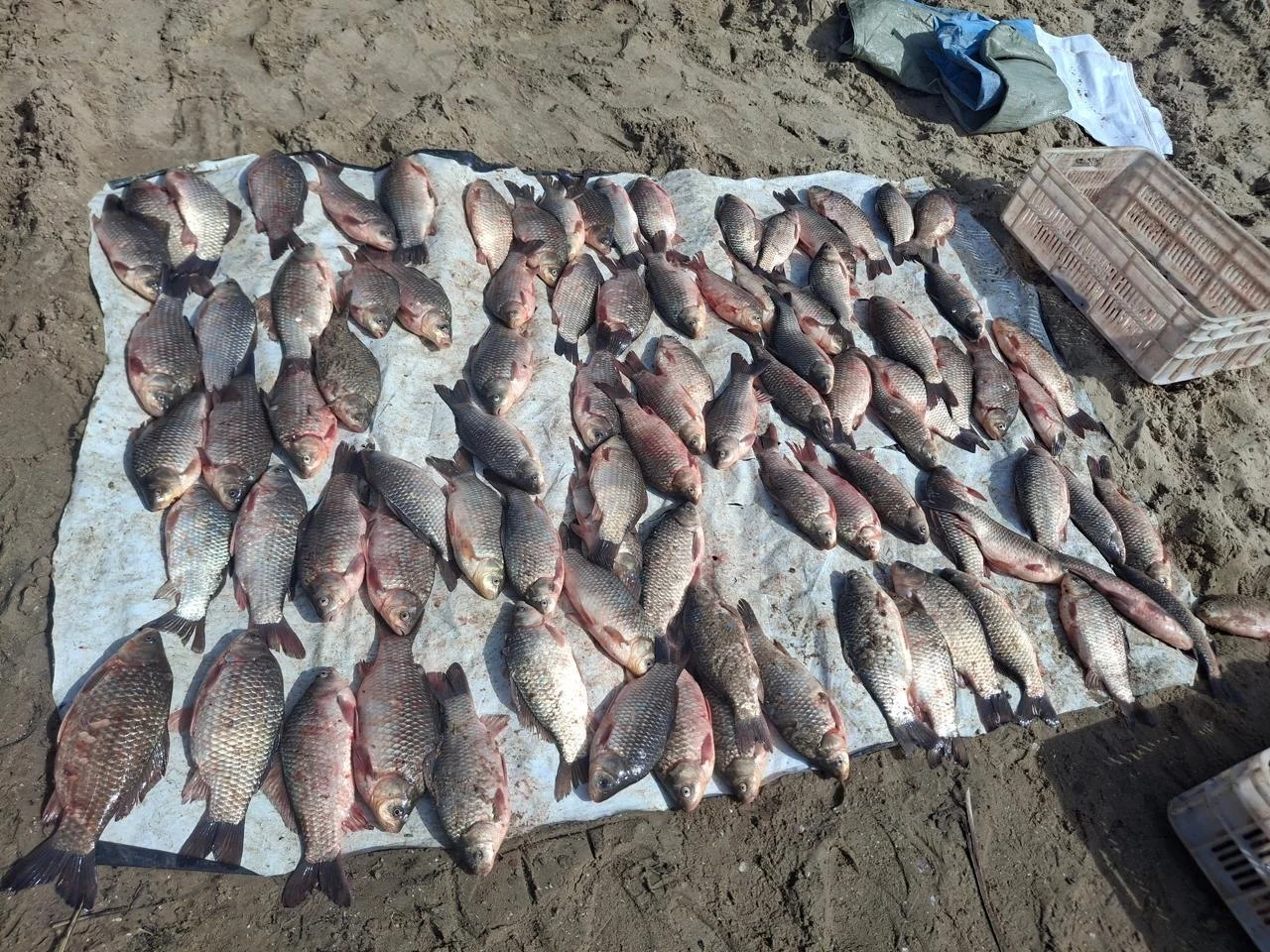 В Цимлянском районе браконьеры выловили 90 тысяч рублей ущерба