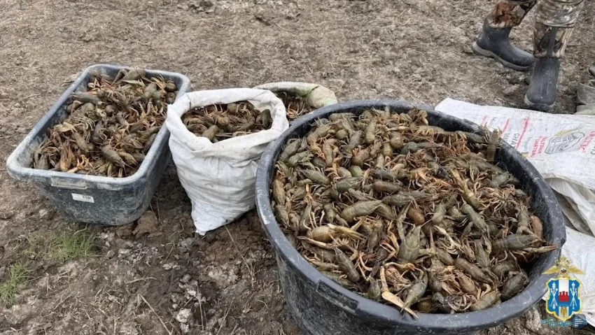 Браконьеры в Ростовской области выловили 80 килограммов раков