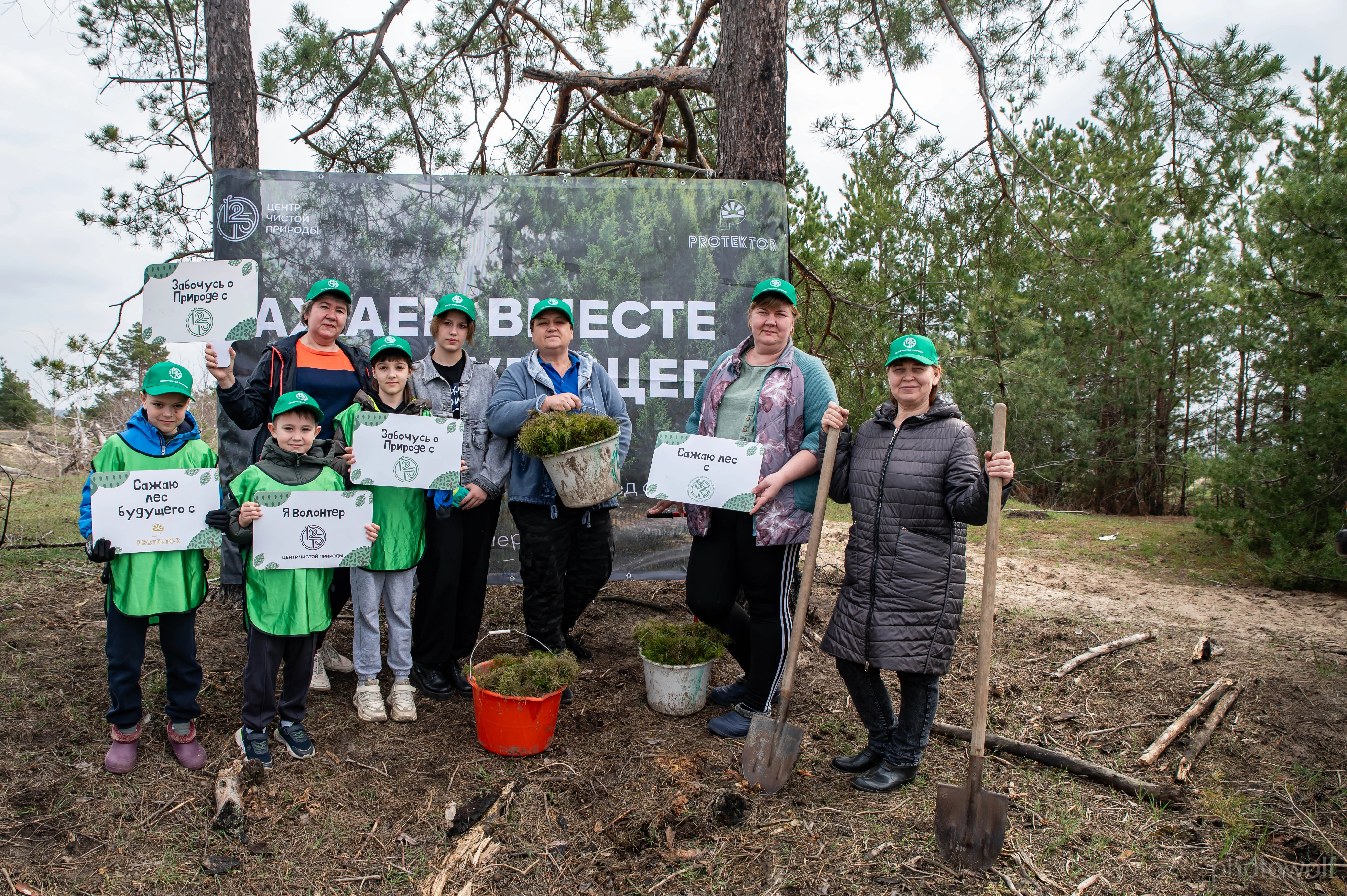 В рамках акции «Лес Будущего» в Ростовской области посадили 8 000 сосен