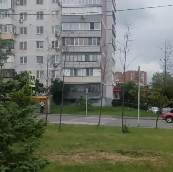 После ясеней в Ростове начали массово погибать рябины