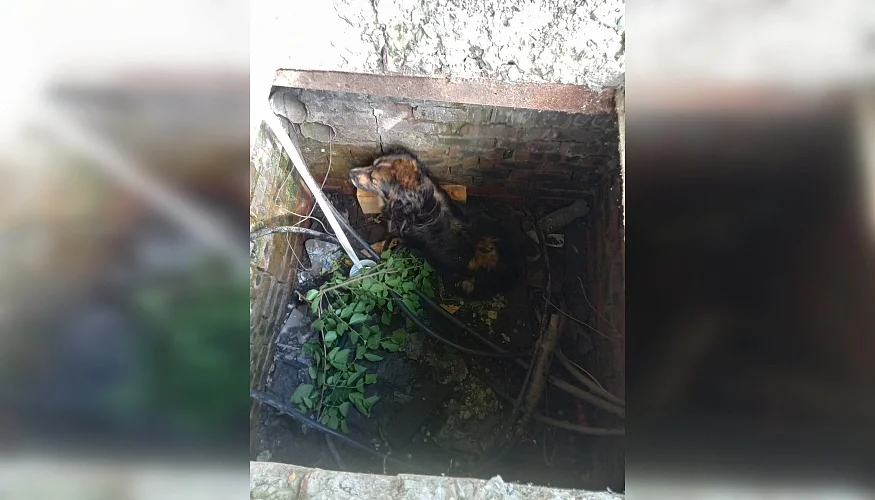 Спасатели вытащили собаку из заброшенного колодца в Шахтах