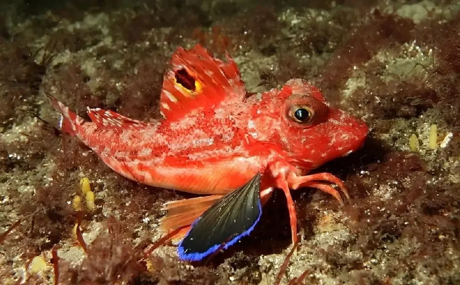 Огромный морской петух 76 см и 3 кг освоил Азовское море