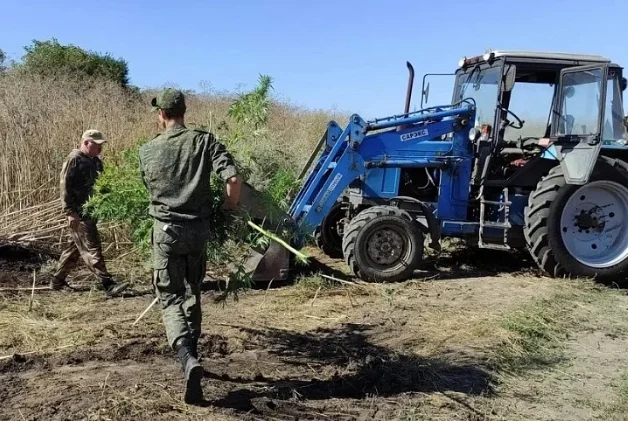 Казаки в Ростовской области сожгли почти 8 тонн конопли