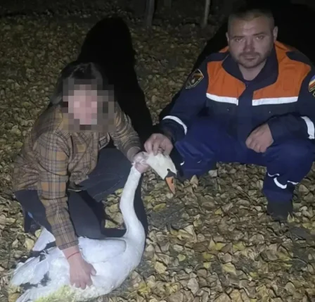 На Дону спасатели освободили лебедя, запутавшегося в оставленных рыболовных сетях