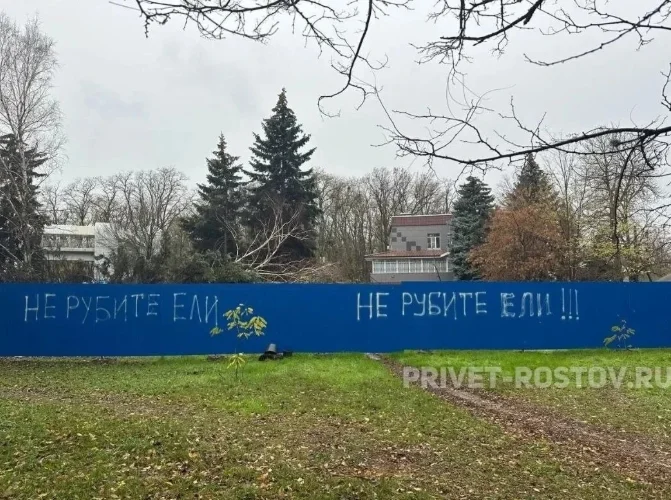 Скандальную вырубку елей в Ростове на Зеленой начали разбирать в суде
