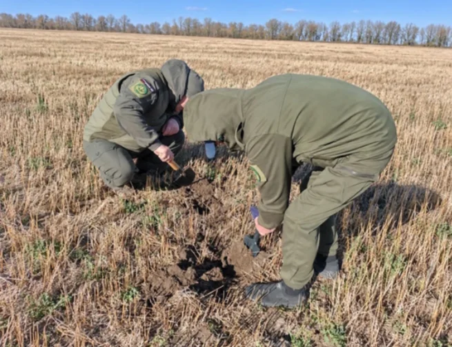На полях Ростовской области стало больше мышей и полевок