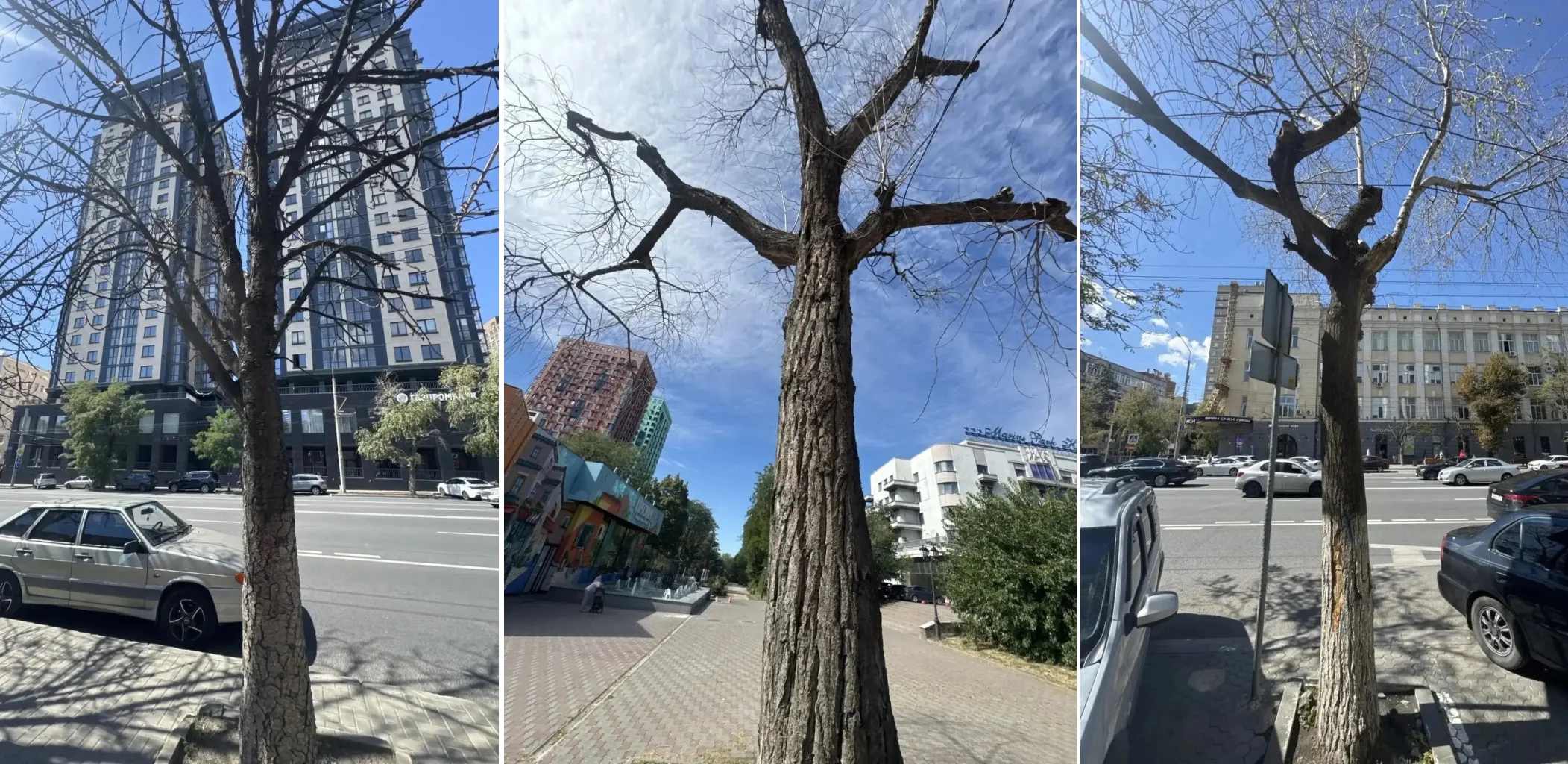 В Октябрьском районе Ростова уберут сухие и аварийные деревья